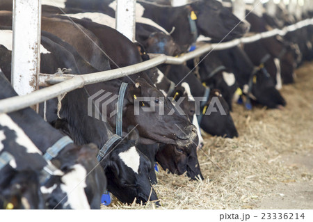 Feeding dairy cows in a farm 23336214