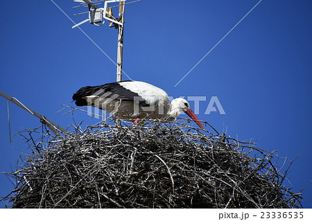 ポルトガルのコウノトリ７ 23336535