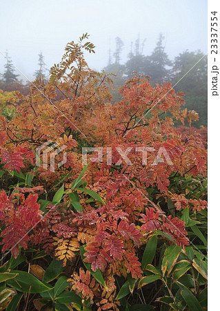 ナナカマドの紅葉 ナナカマドの紅葉 23337554