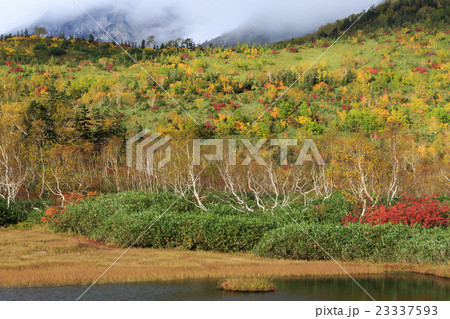 栂池自然園の紅葉 23337593