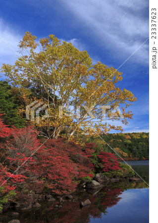 白駒池の紅葉 23337623