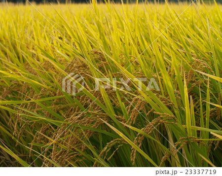 朝陽に映える稲穂 23337719