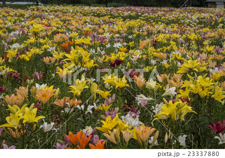 山形ゆり園 23337880