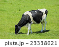 放牧中の乳牛 23338621