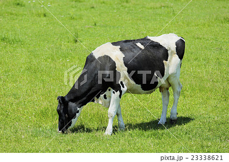 放牧中の乳牛 23338621