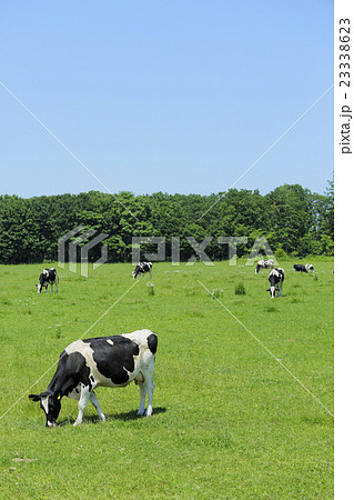 放牧中の乳牛 23338623