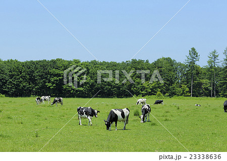 放牧中の乳牛 放牧中の乳牛 23338636