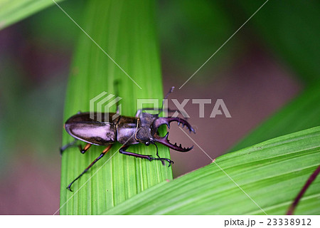 ミヤマクワガタ ミヤマクワガタ 23338912