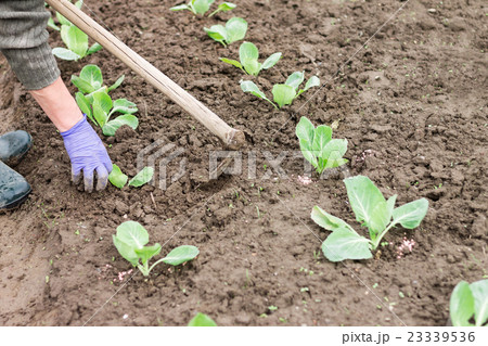 Woman working with hoe Woman working with hoe 23339536
