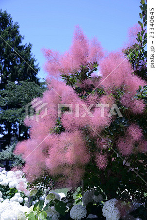 アジサイとスモークツリー 23340645