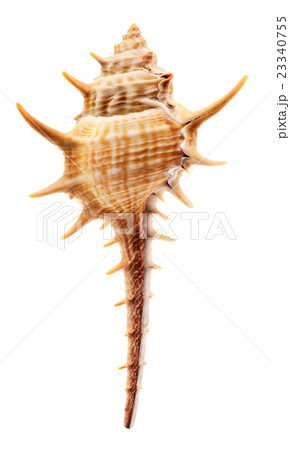 Thorn Conch Shell 23340755