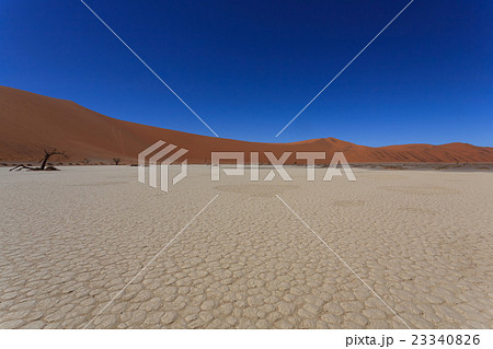 Death tree Hidden Vlei 23340826
