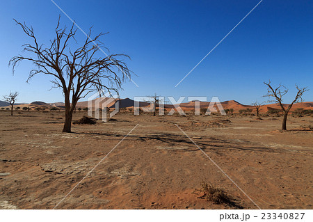 Death tree Hidden Vlei 23340827