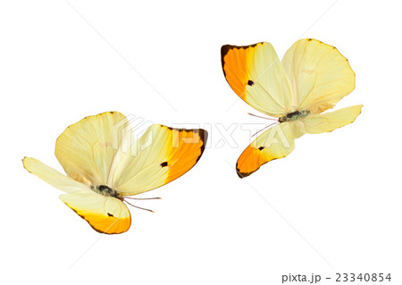 Butterflies (Anteos Menippe). 23340854