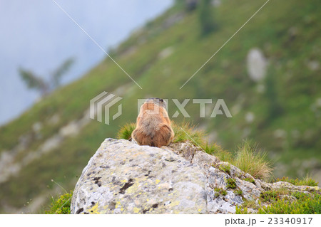 Alpine marmot Alpine marmot 23340917