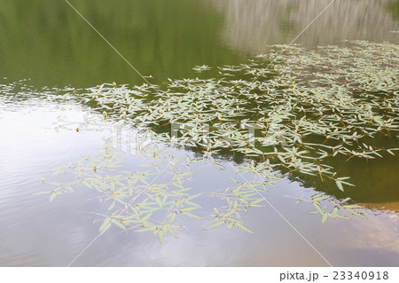 Acquatic plant Acquatic plant 23340918