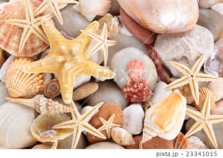 Seashells background. Seashells background. 23341015