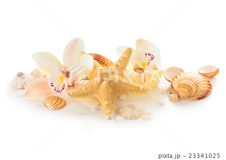 Shells and orchids. Shells and orchids. 23341025