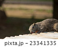 カメラに気づくリス 23341335