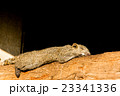 丸太のうえで寝るリス 23341336