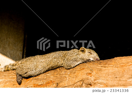 丸太のうえで寝るリスの写真素材