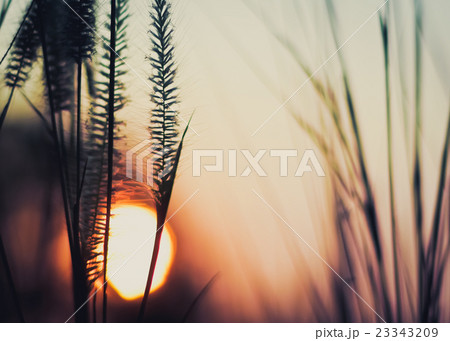 Sunset with grass flowers 23343209