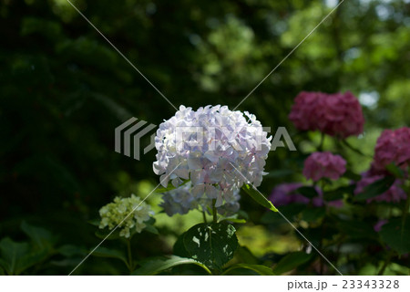 兵庫県神戸市、梅雨時の森林植物園のあじさい園 兵庫県神戸市、梅雨時の森林植物園のあじさい園 23343328