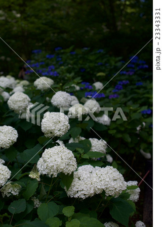 兵庫県神戸市、梅雨時の森林植物園のあじさい園 兵庫県神戸市、梅雨時の森林植物園のあじさい園 23343331