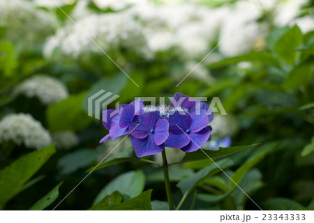 兵庫県神戸市、梅雨時の森林植物園のあじさい園 23343333
