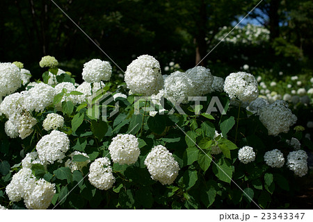 兵庫県神戸市、梅雨時の森林植物園のあじさい園 23343347