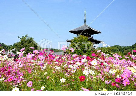 法起寺のコスモス 23343414