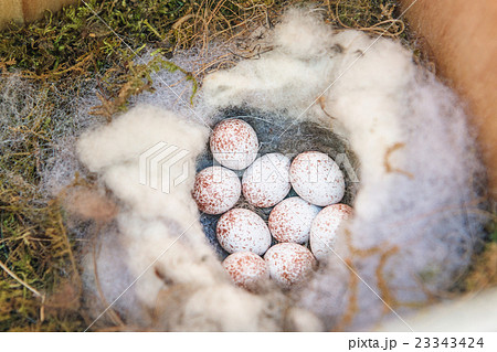 巣箱に産卵したシジュウカラの卵 23343424