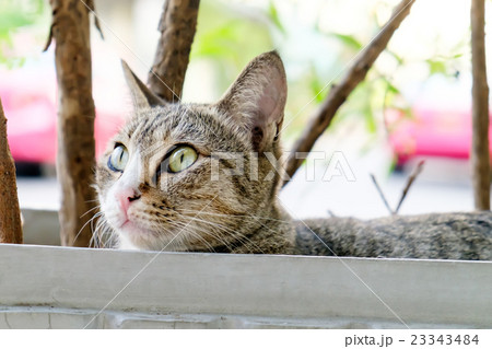 Street cat in Bangkok. Street cat in Bangkok. 23343484