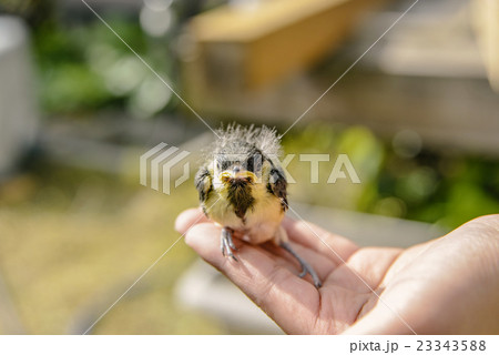 孵化12日後のシジュウカラの雛 孵化12日後のシジュウカラの雛 23343588