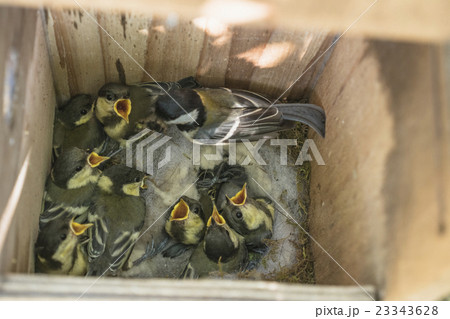 孵化16日後のシジュウカラの雛 23343628