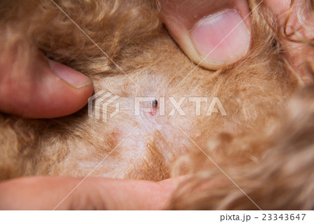 Closeup of mite and fleas infected on dog fur skin Closeup of mite and fleas infected on dog fur skin 23343647