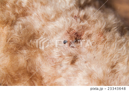 Closeup of mite and fleas infected on dog fur skin Closeup of mite and fleas infected on dog fur skin 23343648