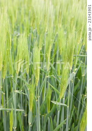 香川県の麦畑　 23343901