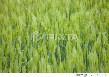 香川県の麦畑　 23343903