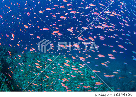 アカネハナゴイ 23344356