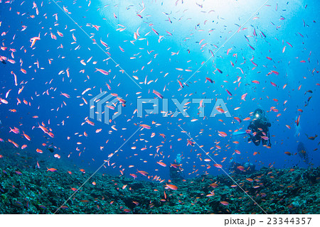 アカネハナゴイとダイバー 23344357