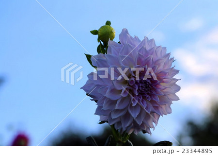 馬見丘陵公園のダリア 馬見丘陵公園のダリア 23344895