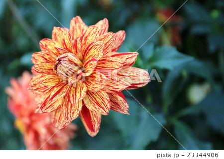 馬見丘陵公園のダリア 23344906