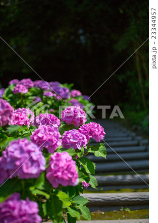 小径の紫陽花 23344957