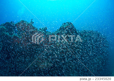 スカシテンジクダイの群れ スカシテンジクダイの群れ 23345020