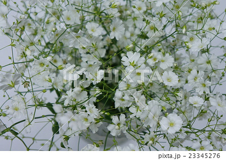 カスミソウ 23345276