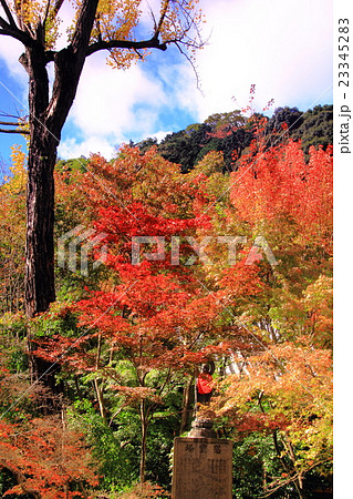 善法律寺(京都 八幡市)境内の紅葉 善法律寺(京都 八幡市)境内の紅葉 23345283