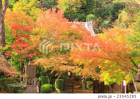 善法律寺（京都　八幡市）境内の紅葉 23345285