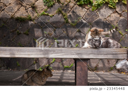 尾道の猫 23345448