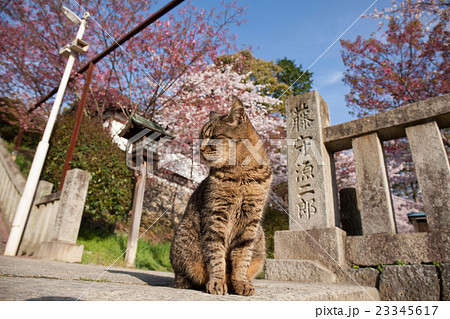 金比羅山参道の猫 金比羅山参道の猫 23345617